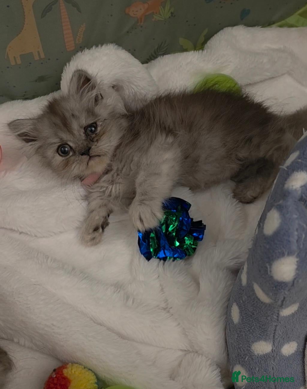 Persian cats 6 Persian kittens ready now (Midlands) - Advert 2
