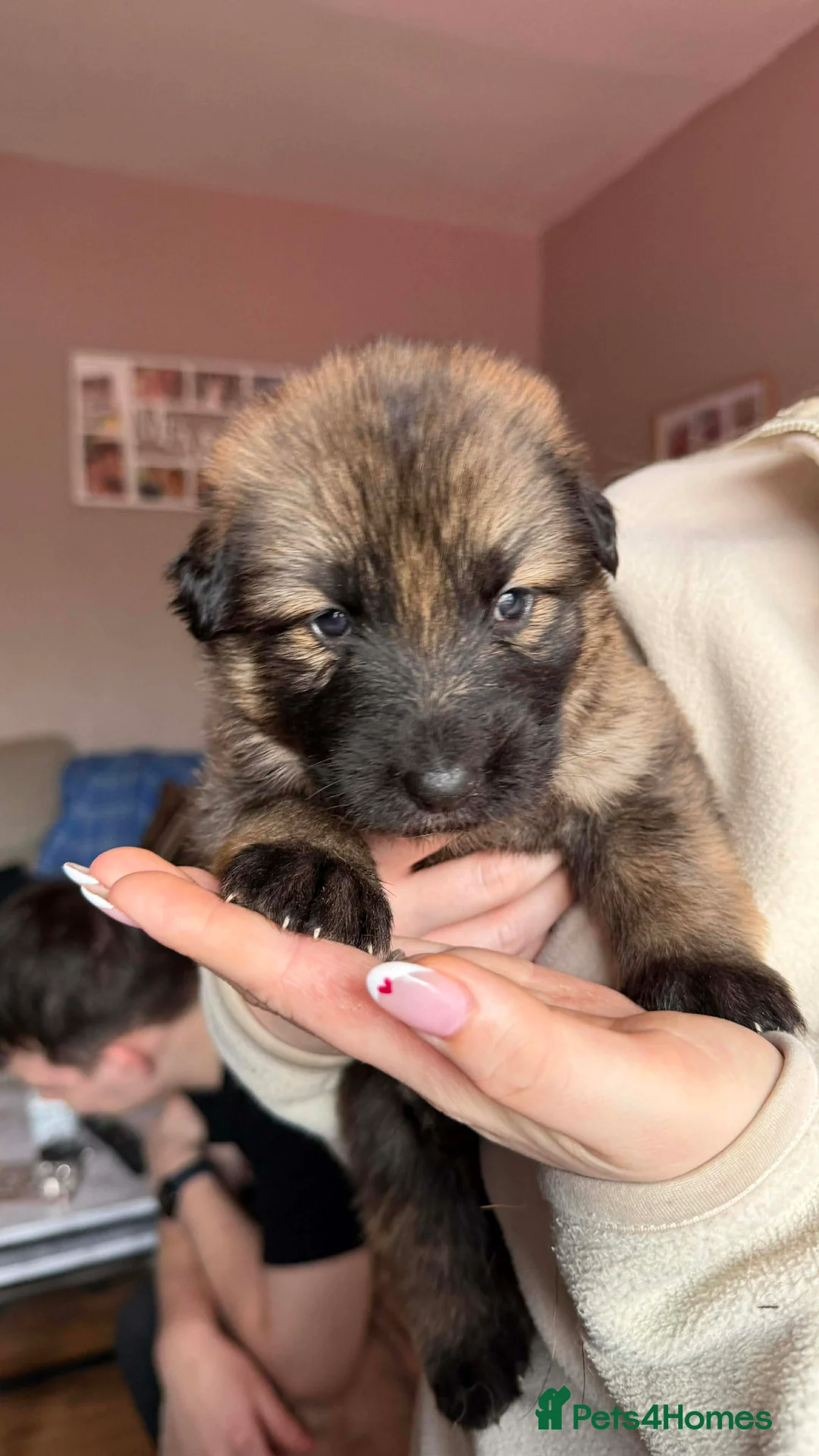 German Shepherd dogs for sale: German Shepherd Puppies - Advert 12