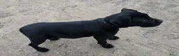 Mixed Breed dogs for sale: Cane corso x presa canario in Birkenhead - Advert 6