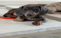 Miniature Dachshund dogs for sale: Miniature dachshunds! - Image 3