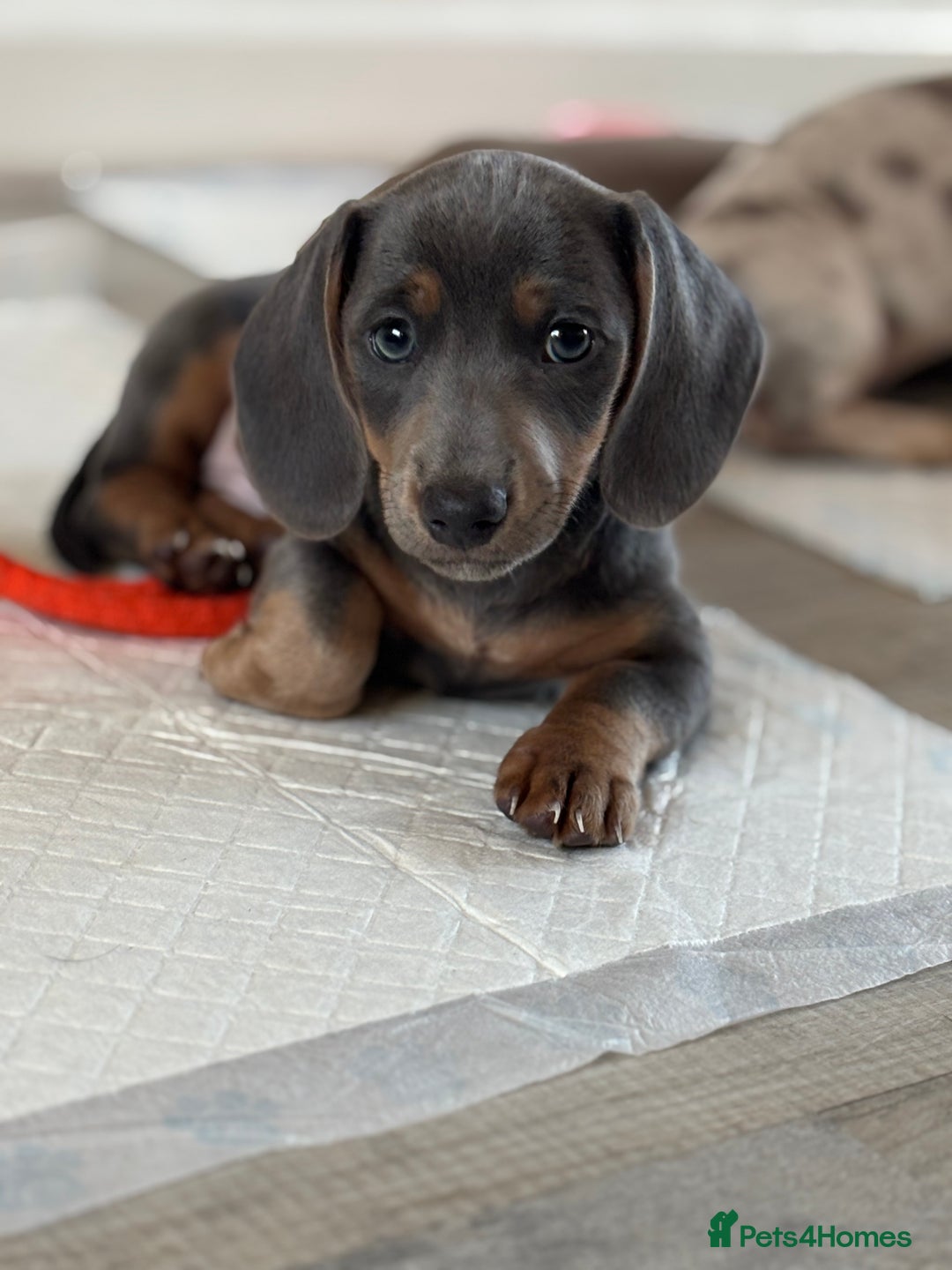 Miniature Dachshund dogs for sale: Miniature dachshunds! - Image 3