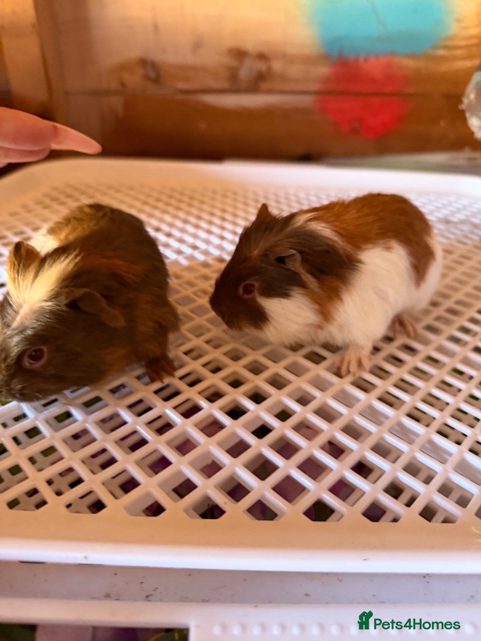 Guinea Pig rodents Baby guinea pigs. Ready 24th april - Advert 24