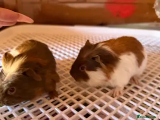 Guinea Pig rodents Baby guinea pigs. Ready 24th april - Advert 24