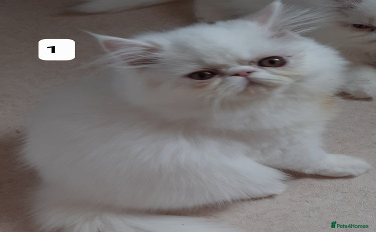 Persian cats - Advert 2