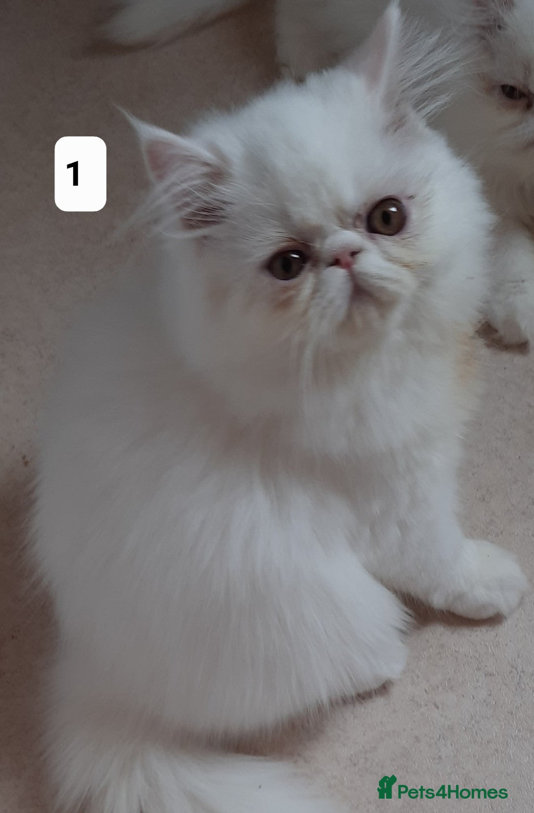 Persian cats for sale: READY NOW. GCCF REGISTERED PERSIAN KITTENS  - Image 2