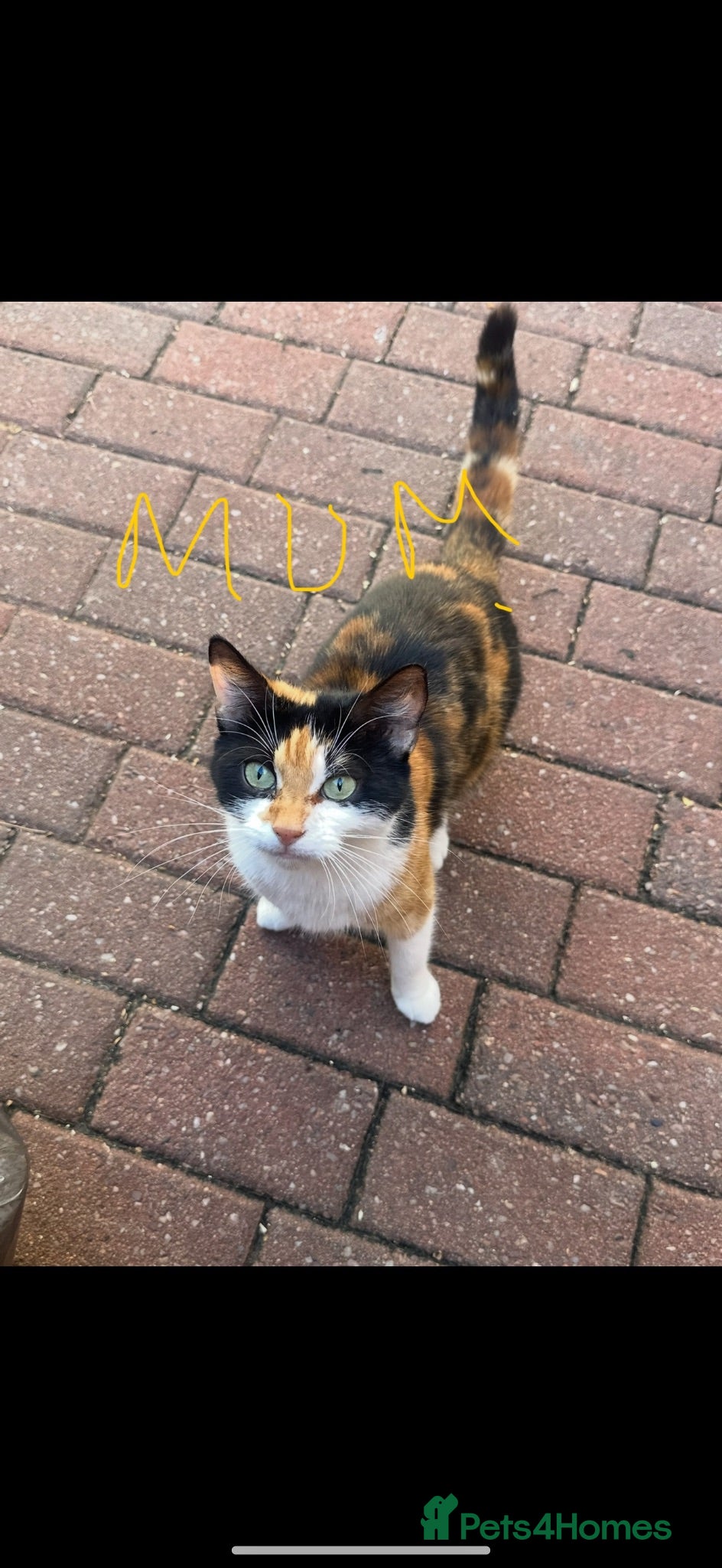 Mixed Breed cats Calico Kittens For Sale! (Ready to Leave) - Advert 14