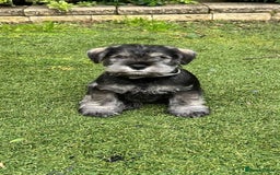 Miniature Schnauzer dogs for sale: Pure bred Miniature Schnauzer Puppies for Sale - Image 5
