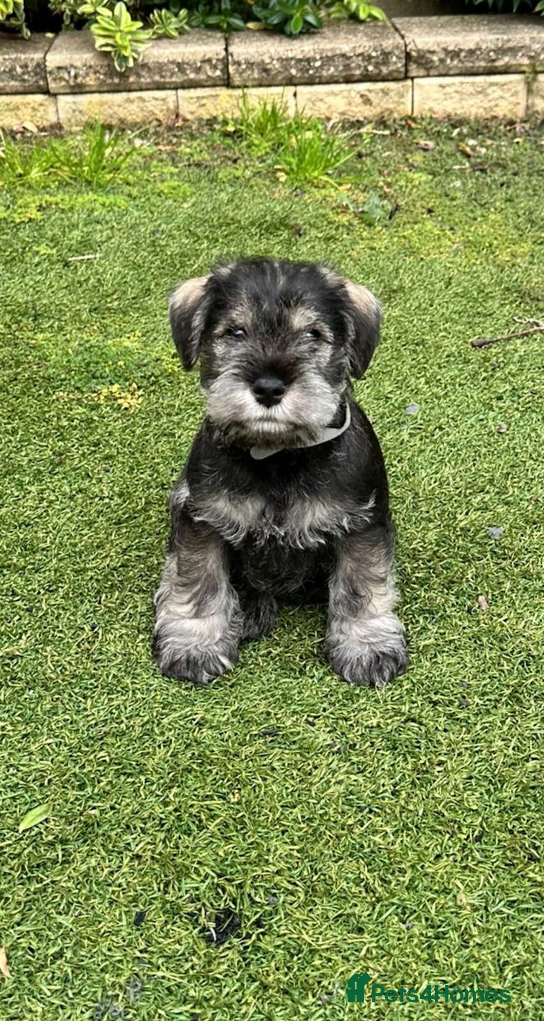 Miniature Schnauzer dogs for sale: Pure bred Miniature Schnauzer Puppies for Sale - Image 5