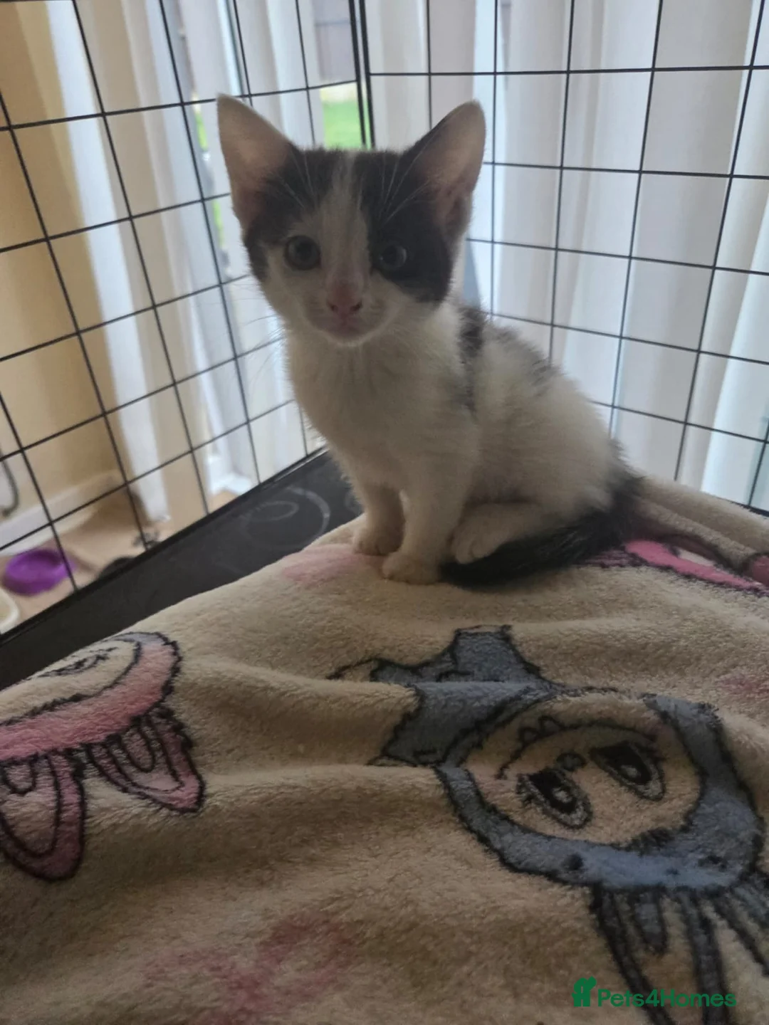 Mixed Breed cats for sale: Beautiful kittens in Liverpool - Advert 3