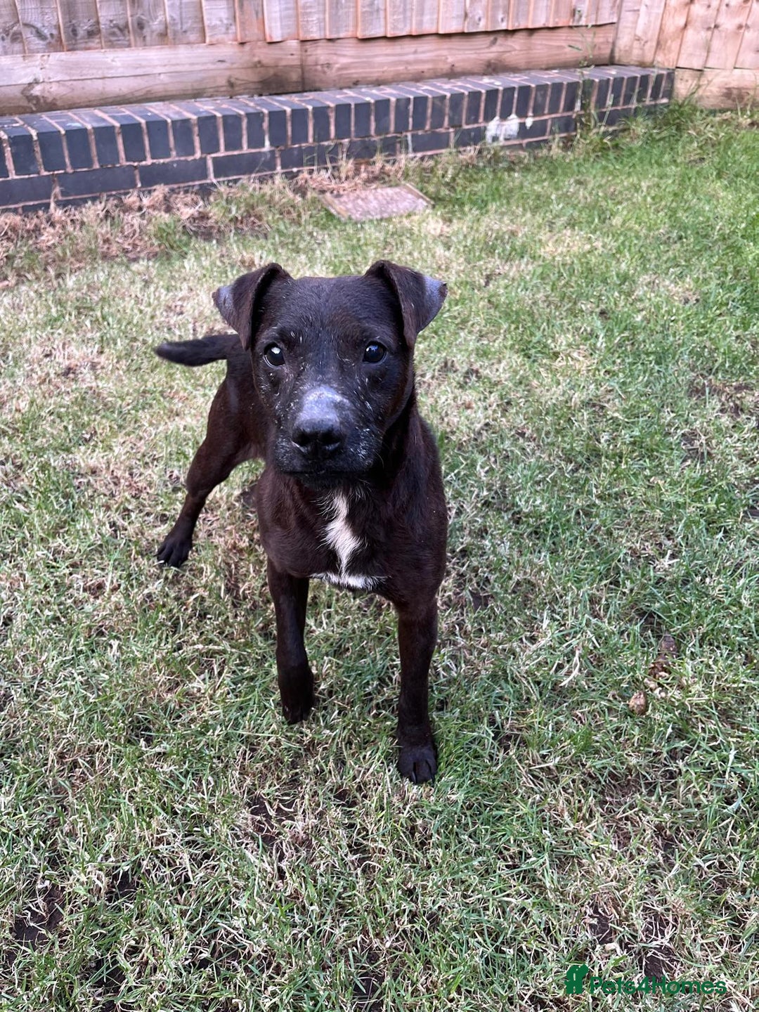 Patterdale Terrier dogs for sale: Patterdale puppies  - Image 15