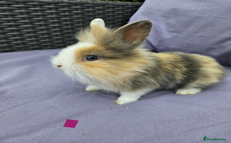 Lionhead rabbits - Advert 6