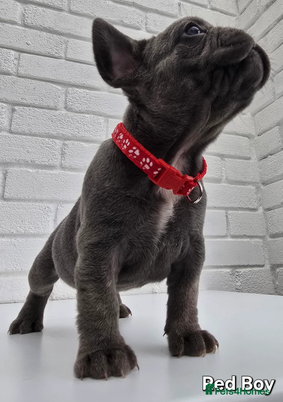 French Bulldog dogs for sale: Stunning Blue French Bulldog Puppies - Advert 6