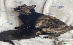 Maine Coon cats for sale: Main coon x  - Image 21
