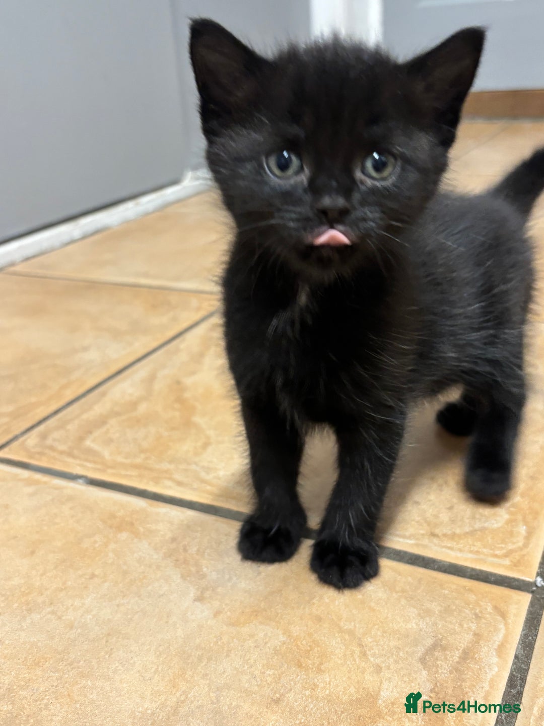 British Shorthair cats for sale: Kittens for sale - Advert 9