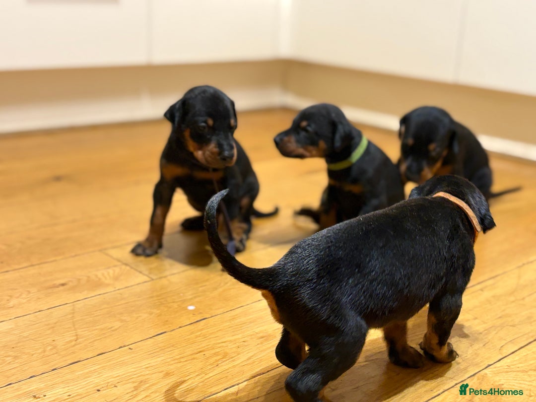 Dobermann dogs for sale: 🌟🌟KC Dobermanns - 38+ Champions in Bloodline🌟🌟 in London - Image 2