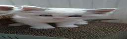 Ragdoll cats for sale: Pure breed GCCF Reg kittens - Advert 14