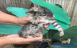 Bengal cats for sale: RARE PEDIGREE BENGAL KITTEN 07542924995  - Image 4