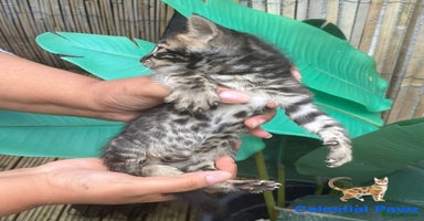 Bengal cats - Advert 2