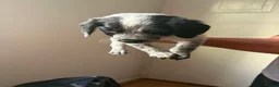 Mixed Breed dogs for sale: Patterdale x cocker spaniel pups  in Worksop - Advert 9