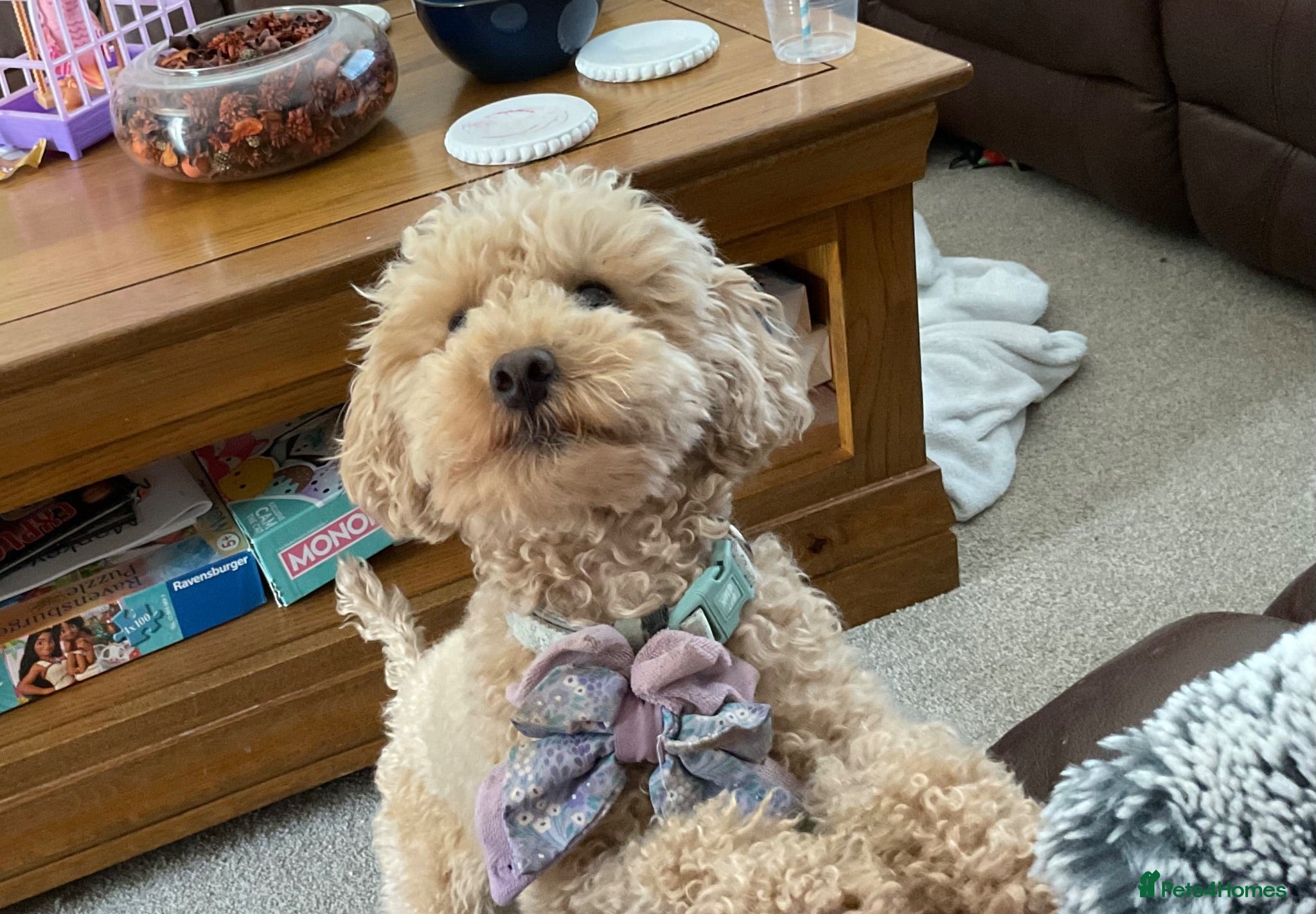 Toy Poodle dogs Toy Poodle looking for a special home  - Advert 10