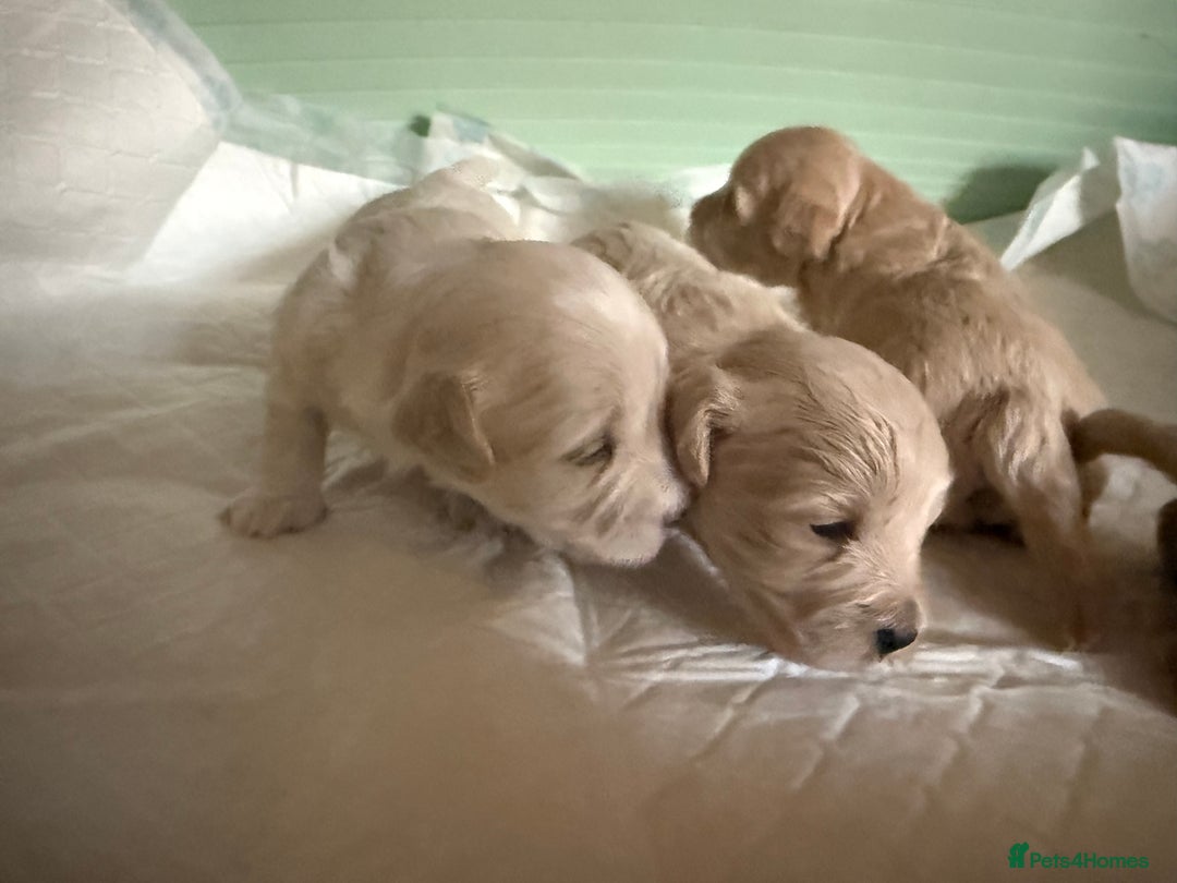 Maltipoo dogs for sale: Maltipoo puppies - Image 10