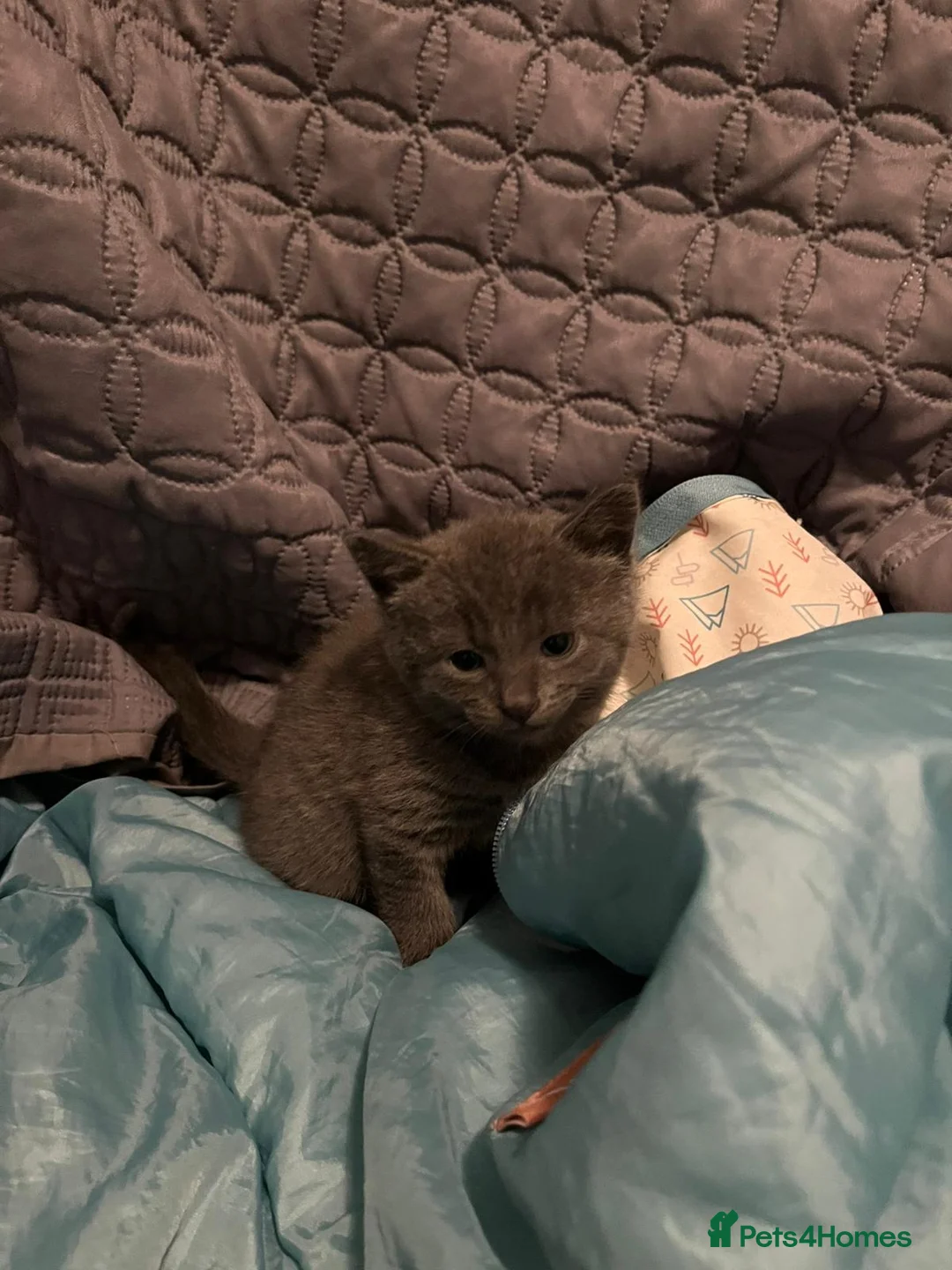 Russian Blue cats for sale: Pure Bred Russian Blue Kittens - Advert 5