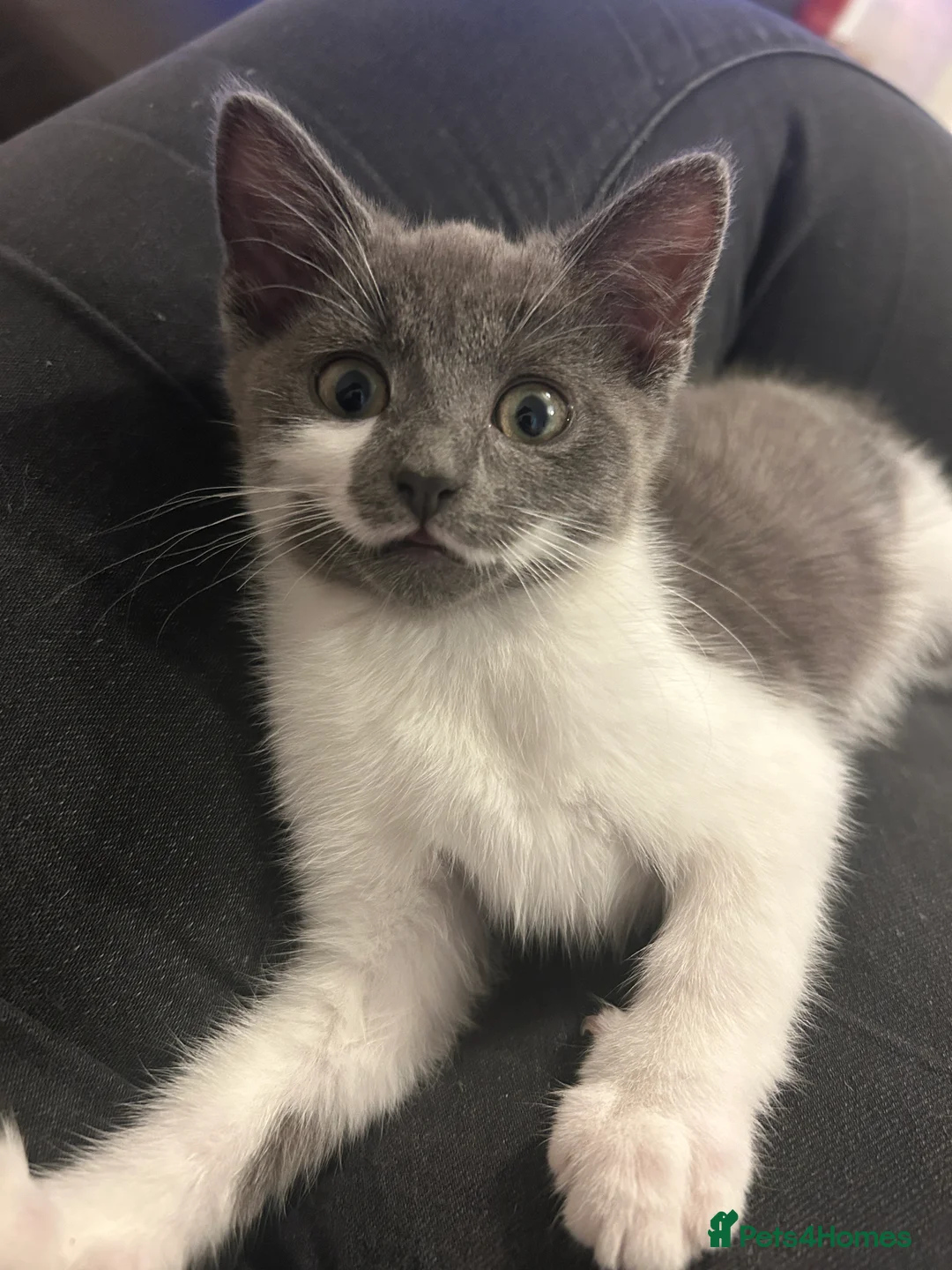 Snowshoe cats for sale: Snowshoe X kittens  - Advert 2