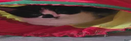 Mixed Breed cats for sale: 5 kittens female and males available now - Advert 7