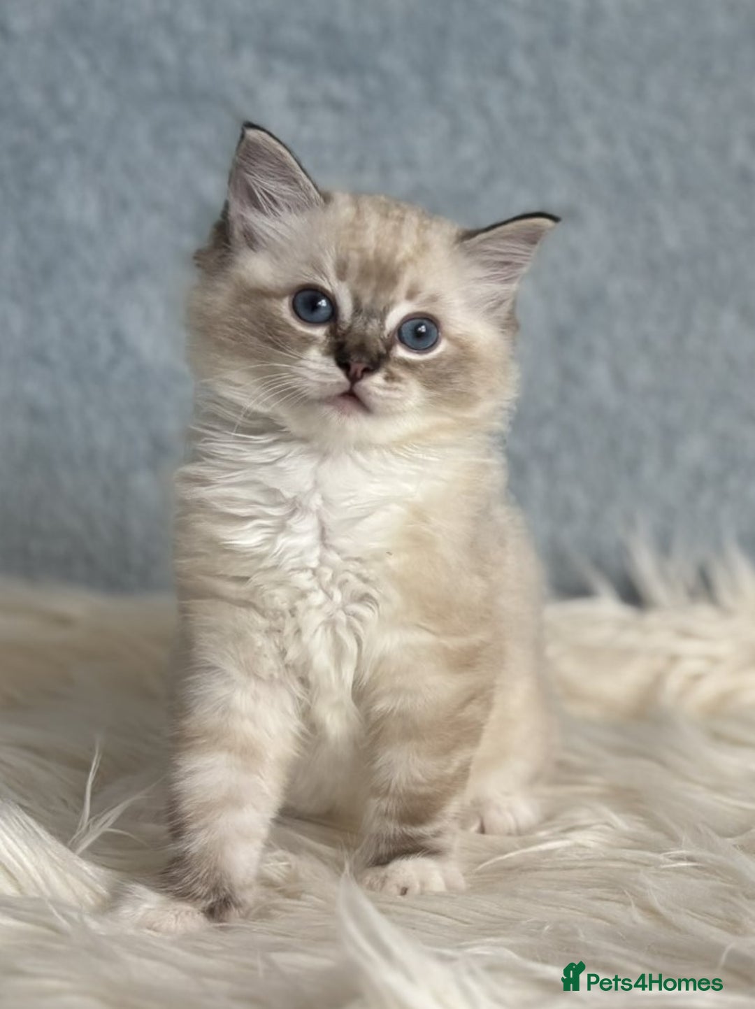 Ragdoll cats for sale: Three beautiful Ragdoll Ready to Leave 20/12/2025  - Advert 24