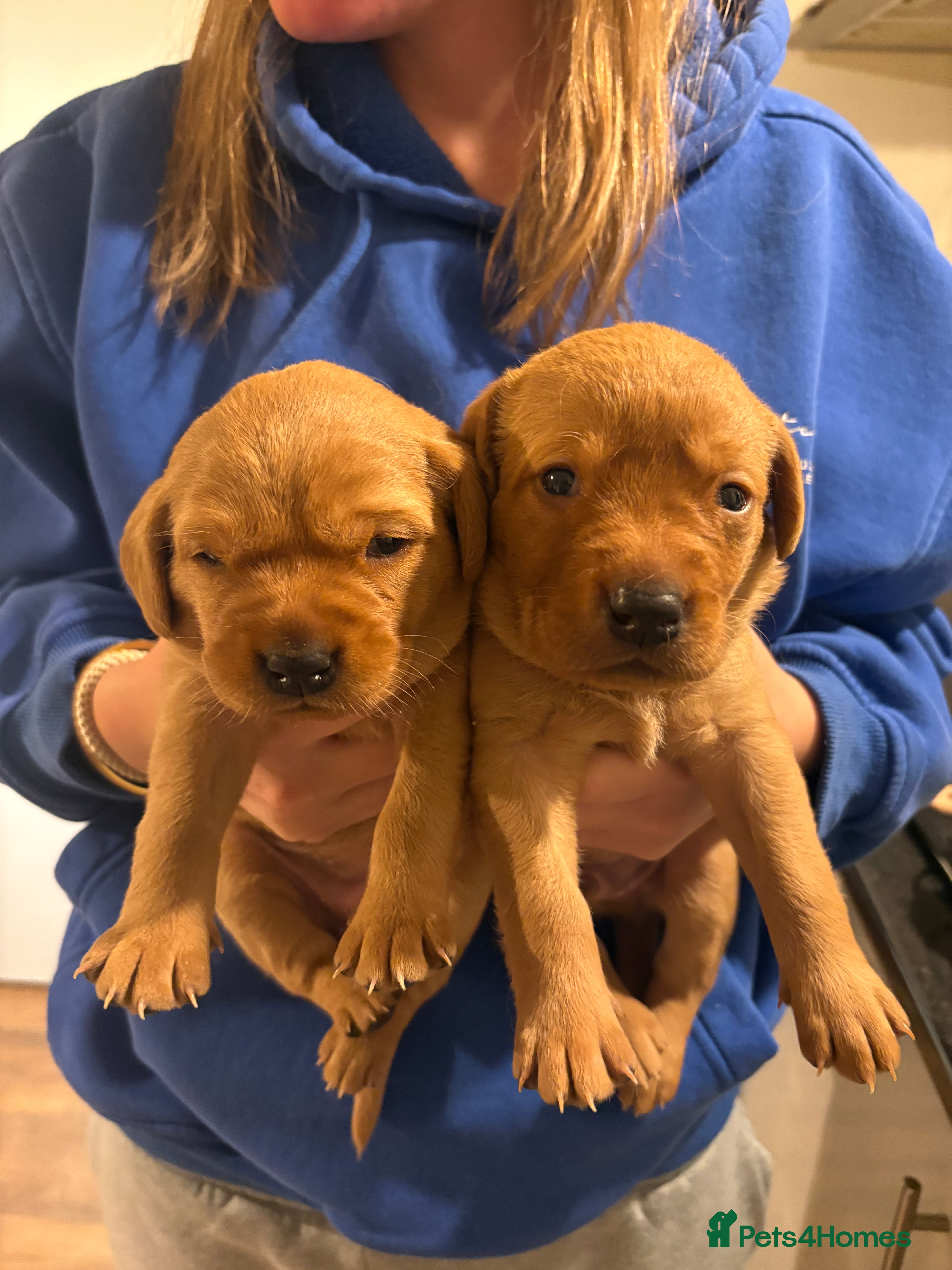 Labrador Retriever dogs Fox red Labrador retriever puppies – males only - Advert 1