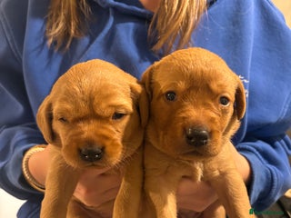 Labrador Retriever dogs Fox red Labrador retriever puppies – males only - Advert 1