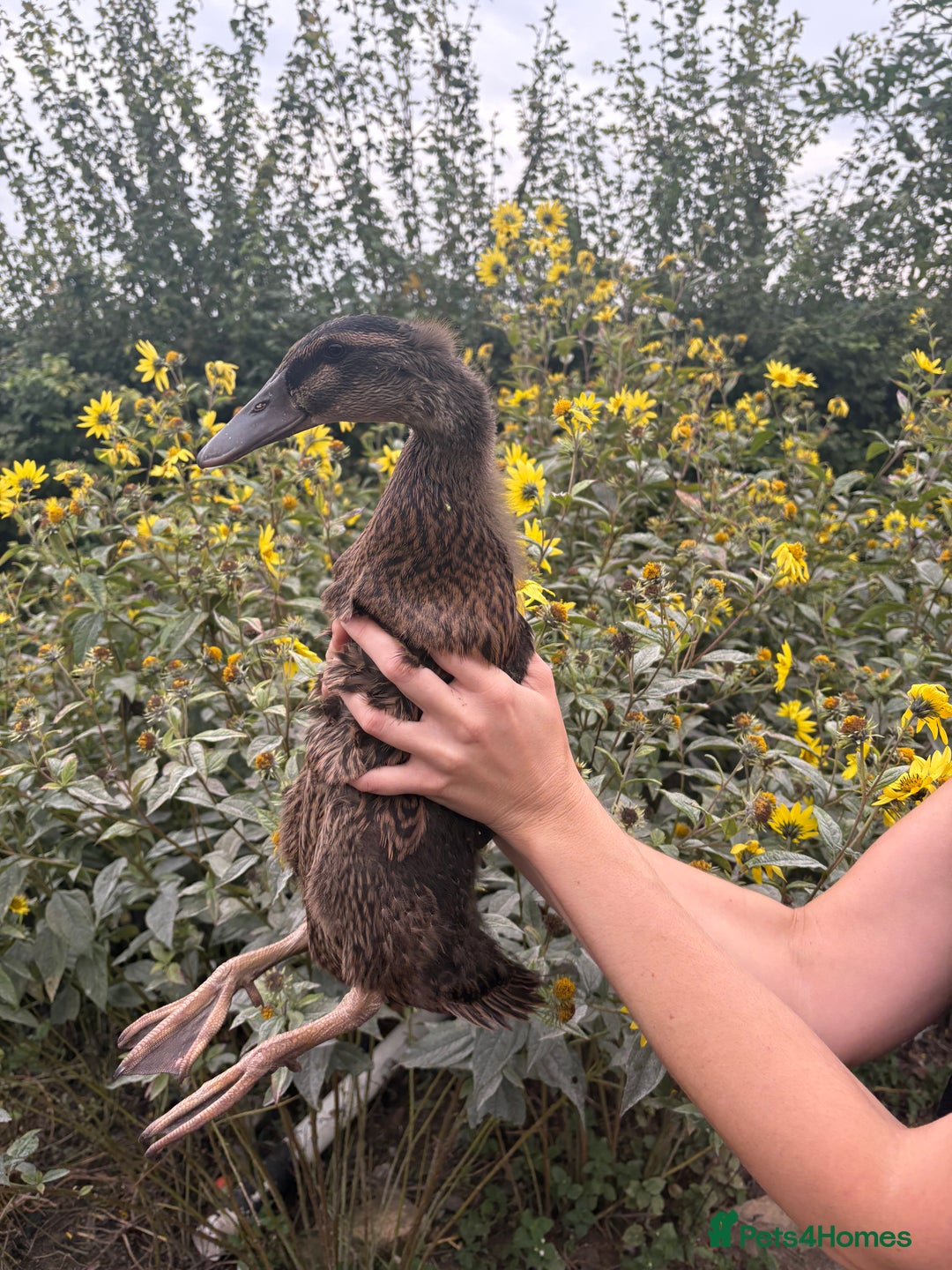Ducks poultry for sale: Runner ducklings for sale - Image 2