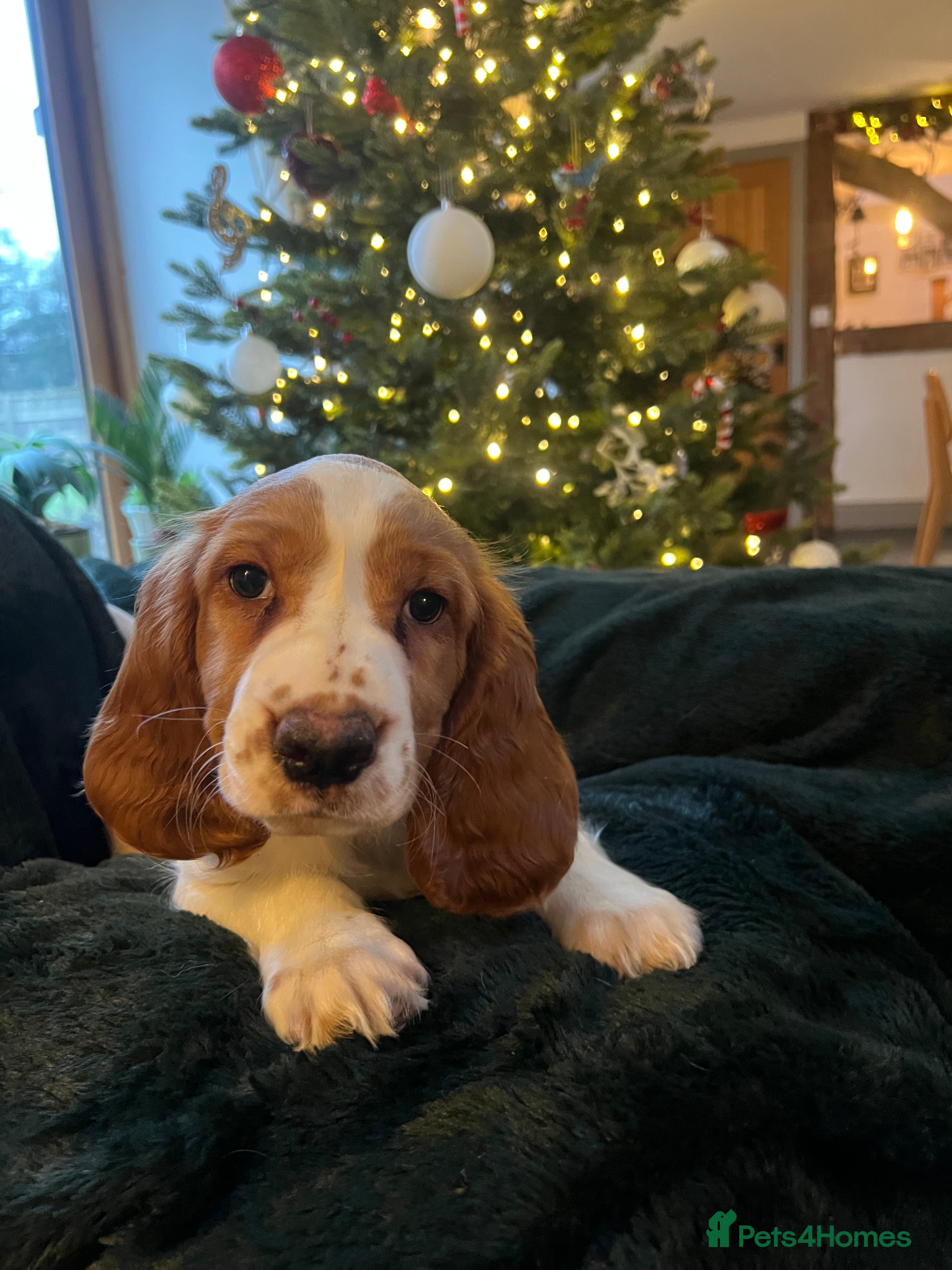 Welsh Springer Spaniel dogs 1 Girl remaining Fully Health Tested Parents  - Advert 1