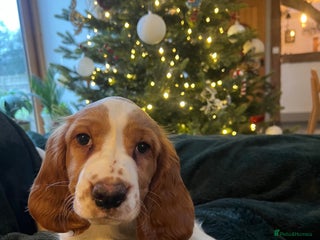 Welsh Springer Spaniel dogs 1 Girl remaining Fully Health Tested Parents - Advert 2