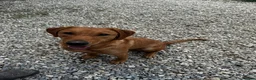 Labrador Retriever dogs for sale: 4 year old Fox red Lab - Advert 7