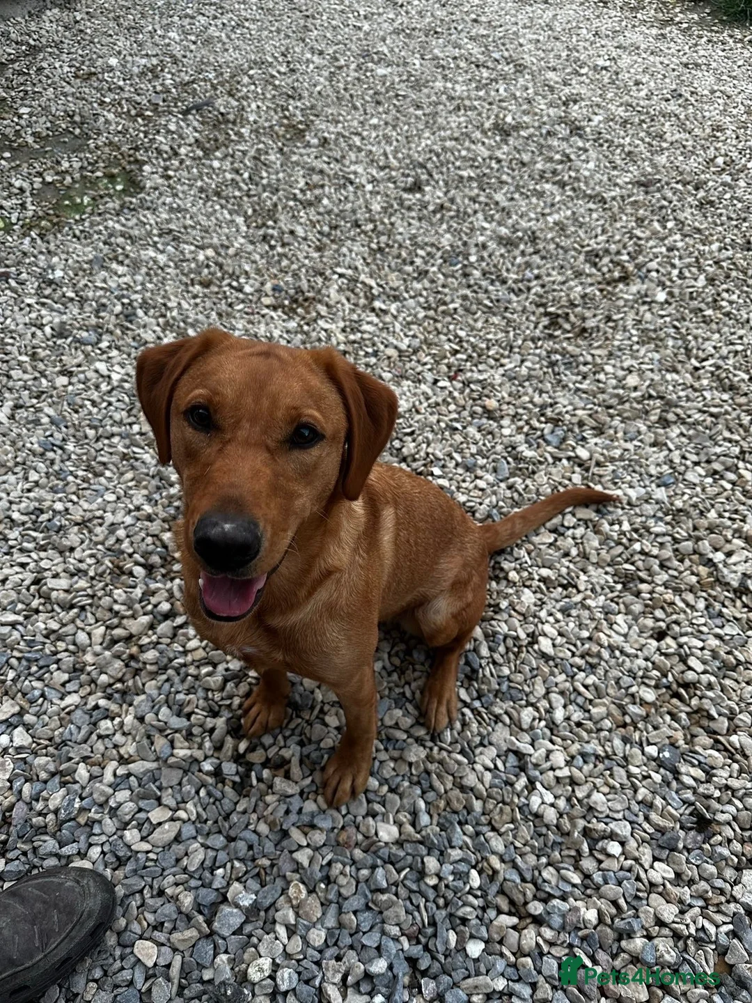 Labrador Retriever dogs for sale: 4 year old Fox red Lab - Advert 7