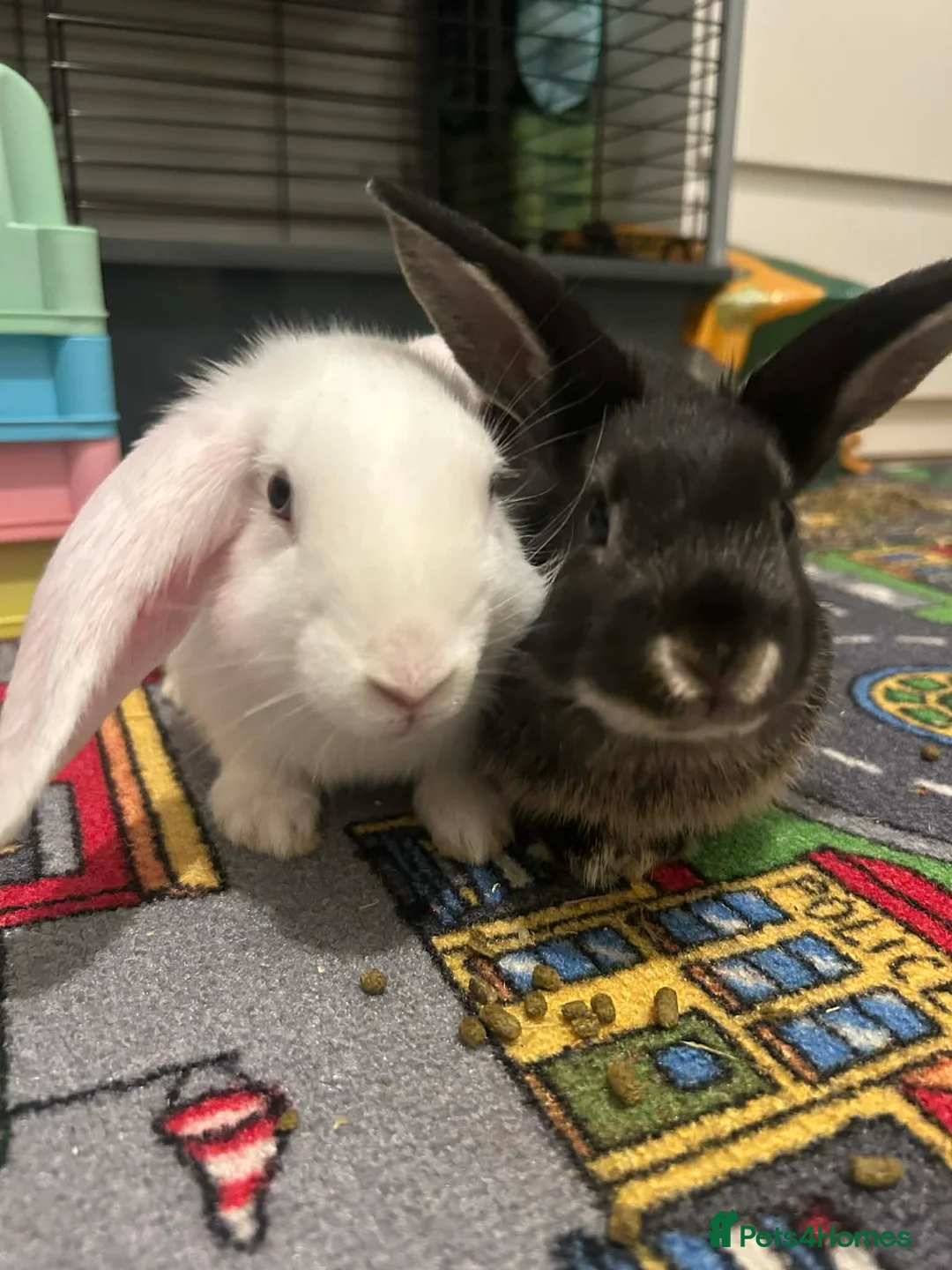 Mixed Breed rabbits for sale: Bunny brothers in London - Advert 1