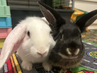 Mixed Breed rabbits Bunny brothers - Advert 1