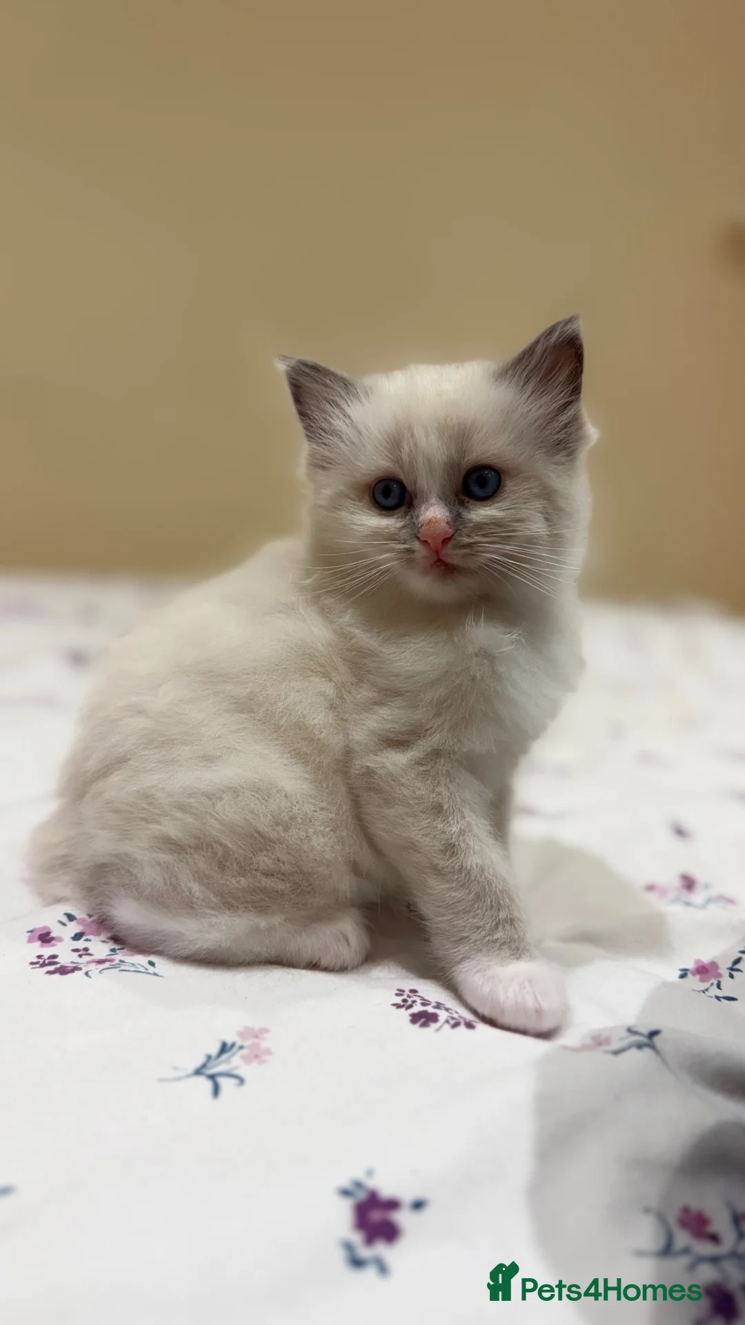 Ragdoll cats for sale: ✨GCCF REGISTERED RAGDOLLS CHAMPION BLOODLINES - Advert 5