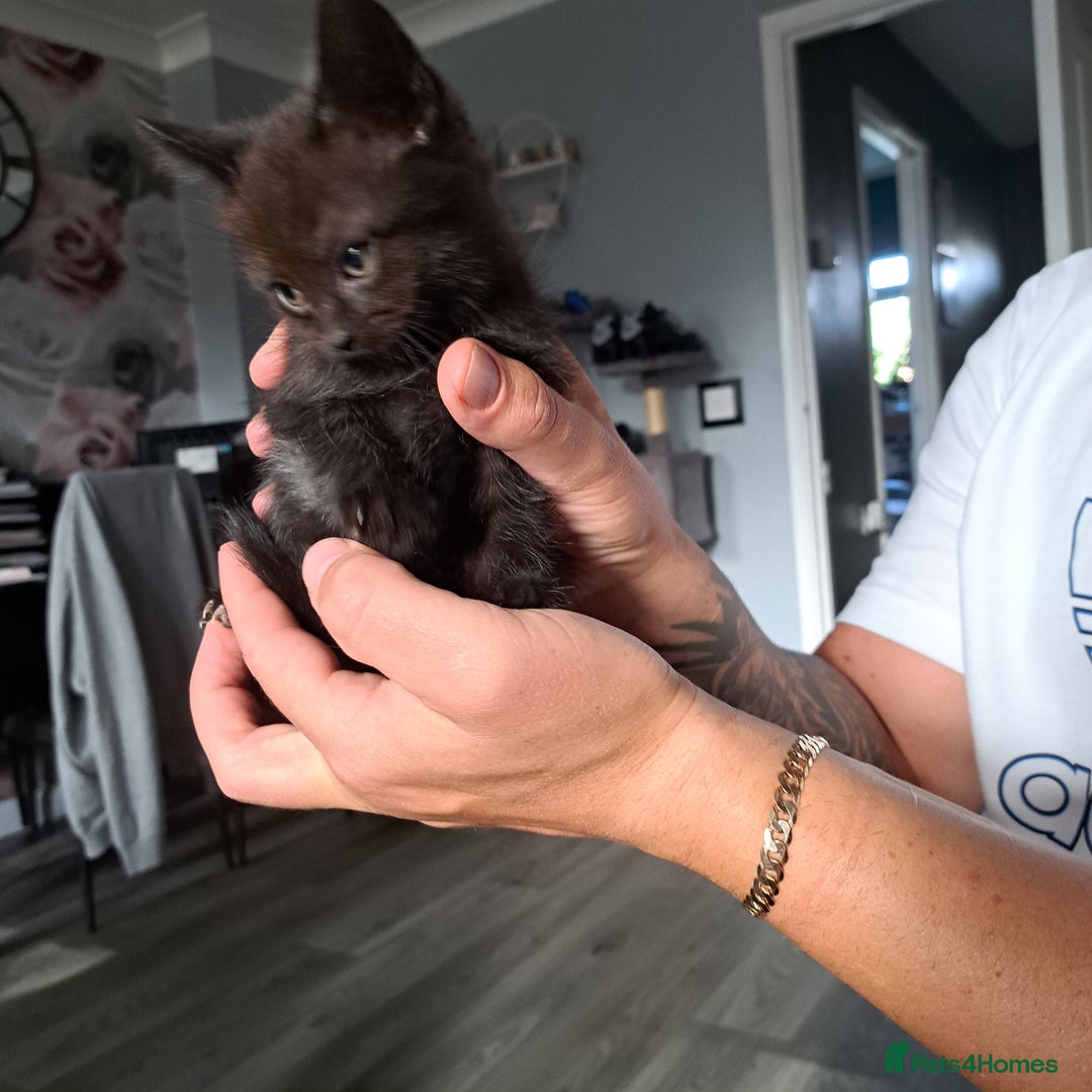 Mixed Breed cats for sale: 2 male kittens  - Image 5