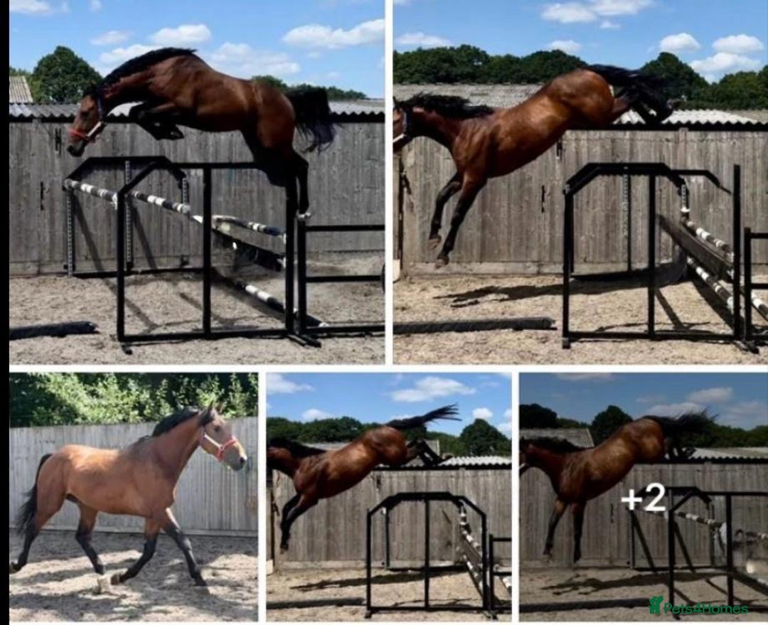 Holstein horses for sale: Beautiful Gelding for sale.  - Image 2