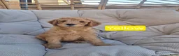 Labradoodle dogs for sale: Standard Multigeneration Labradoodle Backcross - Advert 6