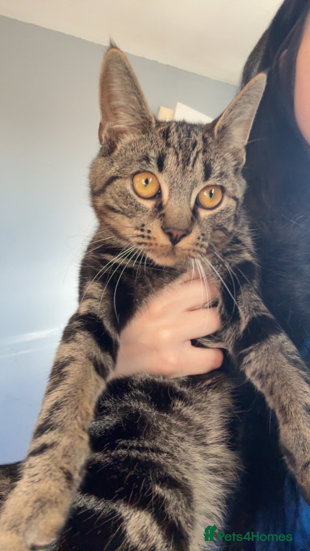 Maine Coon cats 2 male Mainecoon mixes - Advert 1