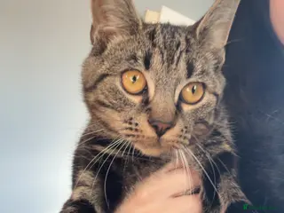 Maine Coon cats 2 male Mainecoon mixes - Advert 1