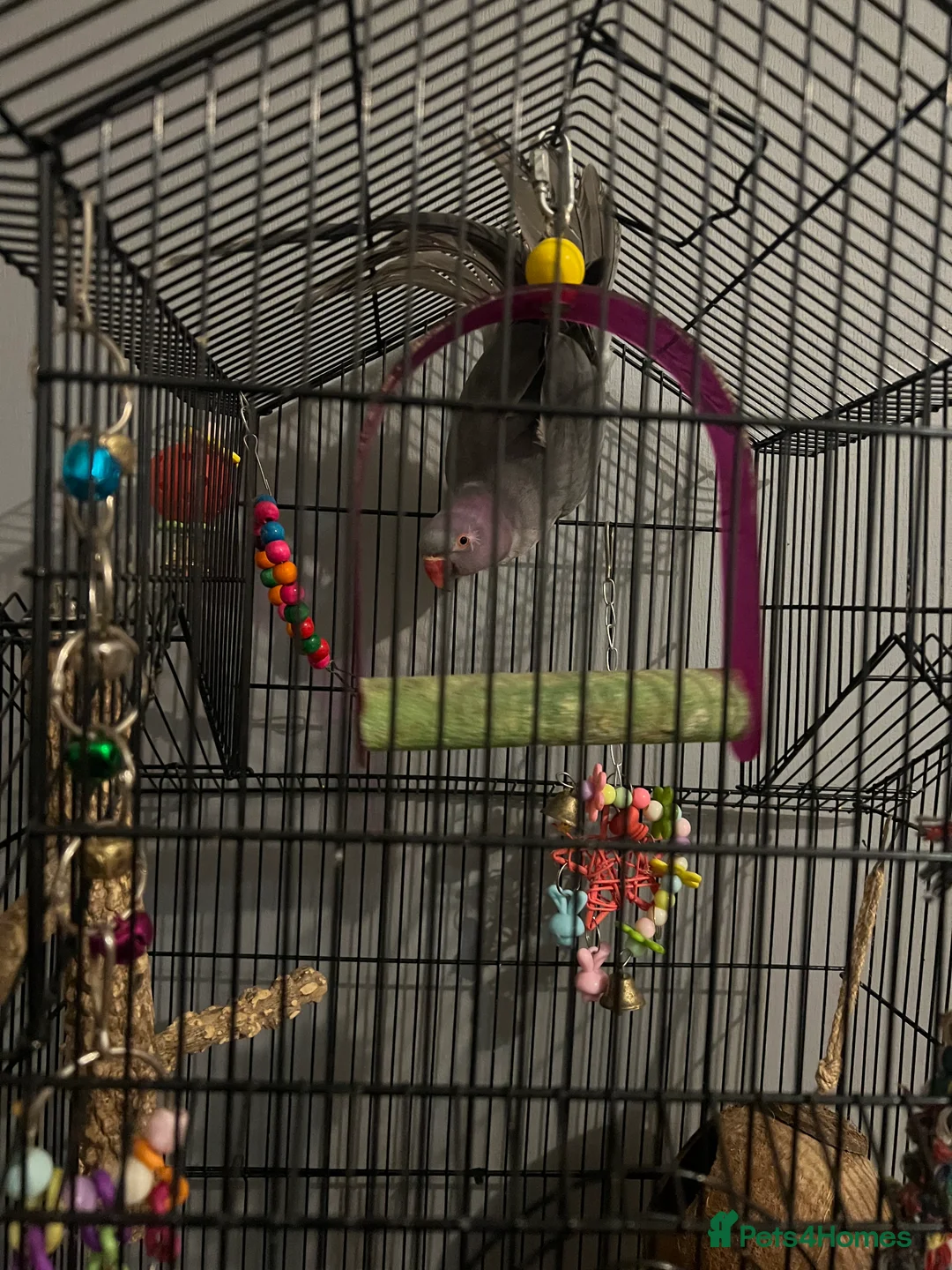 Parrots birds for sale: Beautiful Grey Indian Ringneck for Sale - Advert 5