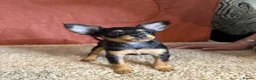 Russian Toy Terrier dogs for sale: Beautiful Russian Toy Puppies - Advert 7