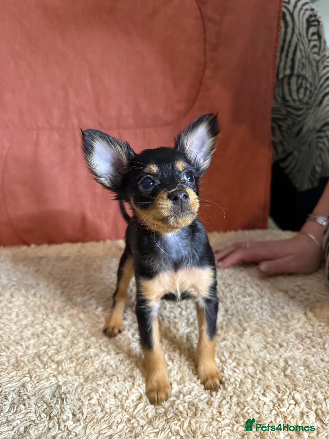 Russian Toy Terrier dogs for sale: Beautiful Russian Toy Puppies - Advert 7