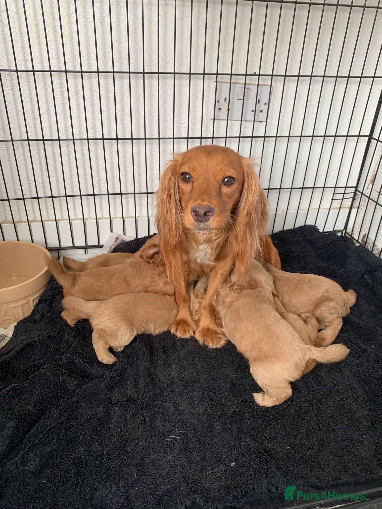 Cockapoo dogs Stunning red toy cockapoo puppies  - Advert 2