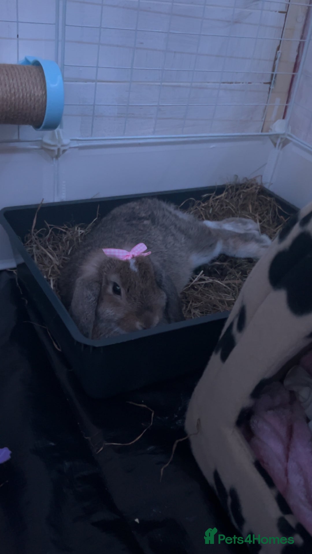 Mini Lop rabbits for sale: Bambi need gone ASAP - Image 6