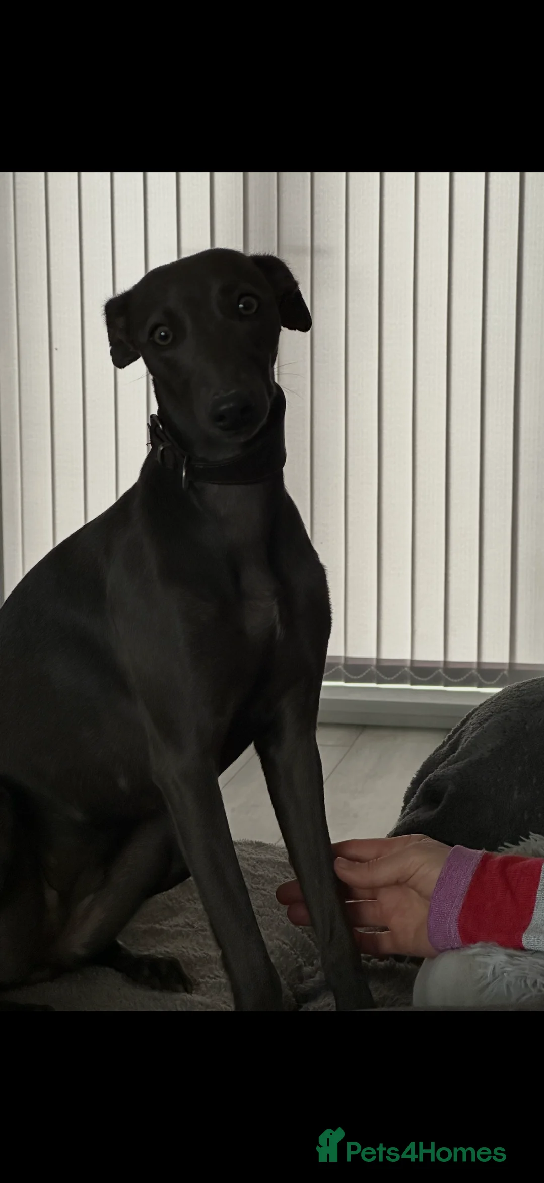 Whippet dogs for sale: Quality KC reg whippet puppies  - Advert 10